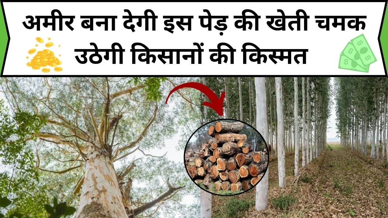 अमीर बना देगी इस पेड़ की खेती, चमक उठेगी किसानों की किस्मत 30 हजार की लागत में होगा लाखों का मुनाफा, जाने कौन-सा पेड़ है