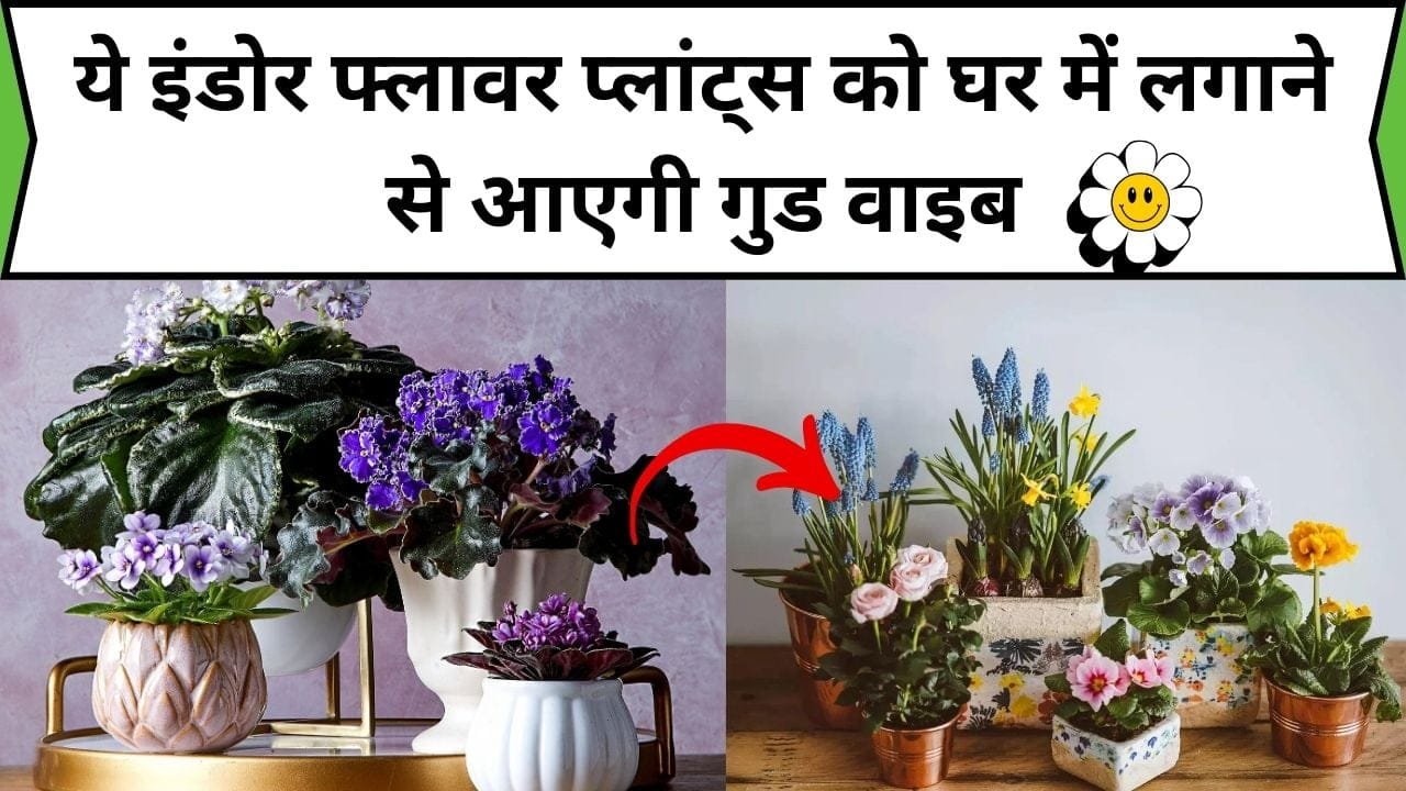ये इंडोर फ्लावर प्लांट्स को घर में लगाने से आएगी गुड वाइब, फूलों से लदे 3 पौधे घर में लाएंगे ढेरों खुशहाली, जाने कौन-से पौधे है
