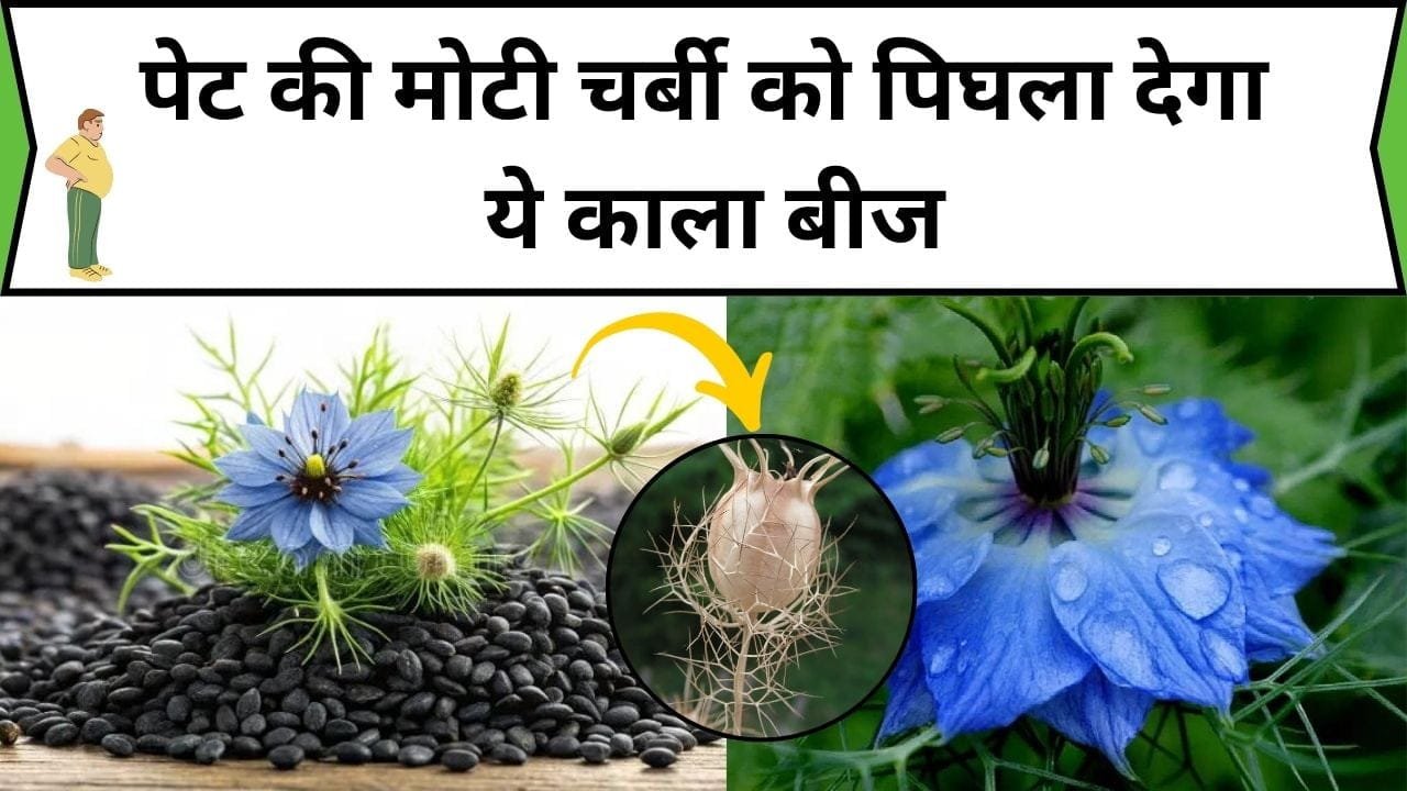 पेट की मोटी चर्बी को पिघला देगा ये काला बीज, शरीर में दोगुनी स्पीड से बढ़ेगा विटामिन, जानिए नाम और काम