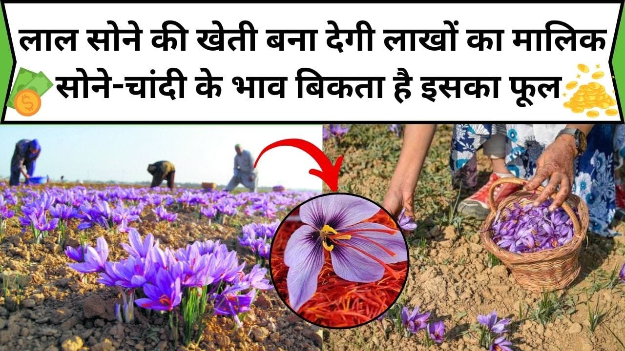 लाल सोने की खेती बना देगी लाखों का मालिक, सोने-चांदी के भाव बिकता है इसका फूल 6 महीने में बन जाओगे लखपति, जानिए कौन-सा फूल है