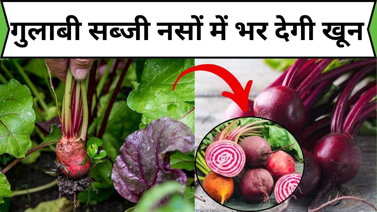गुलाबी सब्जी नसों में भर देगी खून, सेवन करते ही चेहरे में ऐसी सुंदरता आएगी की लोग देखते ही रह जाएंगे, जाने नाम और काम