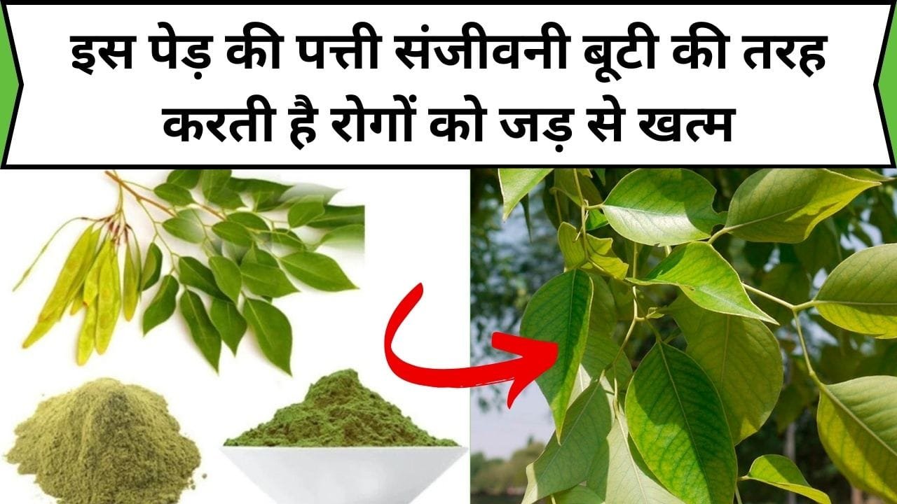 इस पेड़ की पत्ती संजीवनी बूटी की तरह करती है रोगों को जड़ से खत्म, आयुर्वेद में है इसका बहुत बड़ा महत्व, जाने नाम और काम