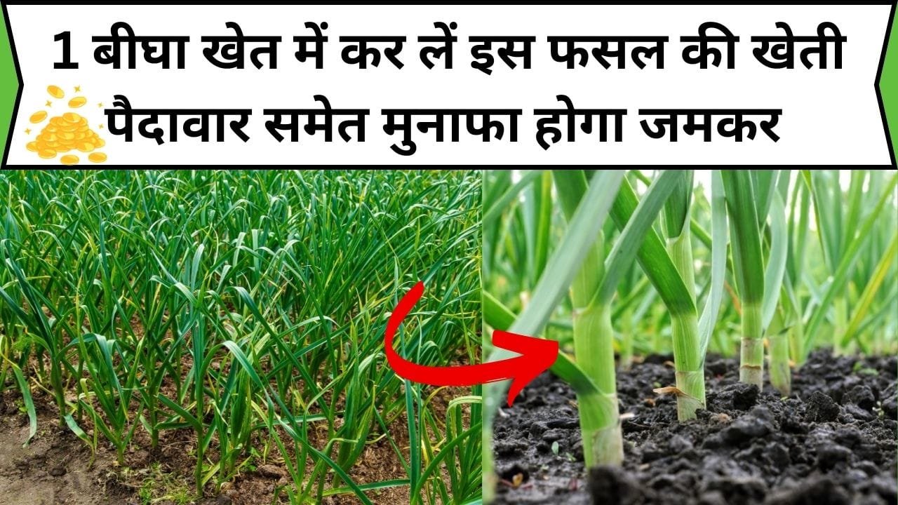 1 बीघा खेत में कर लें इस फसल की खेती, पैदावार समेत मुनाफा होगा जमकर इसकी खेती बना देगी धन्ना सेठ, जाने कौन-सी फसल है