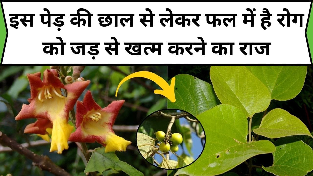 इस पेड़ की छाल से लेकर फल में है रोग को जड़ से खत्म करने का राज, गंभीर से गंभीर बिमारियों का करता है शानदार इलाज, जाने नाम और काम