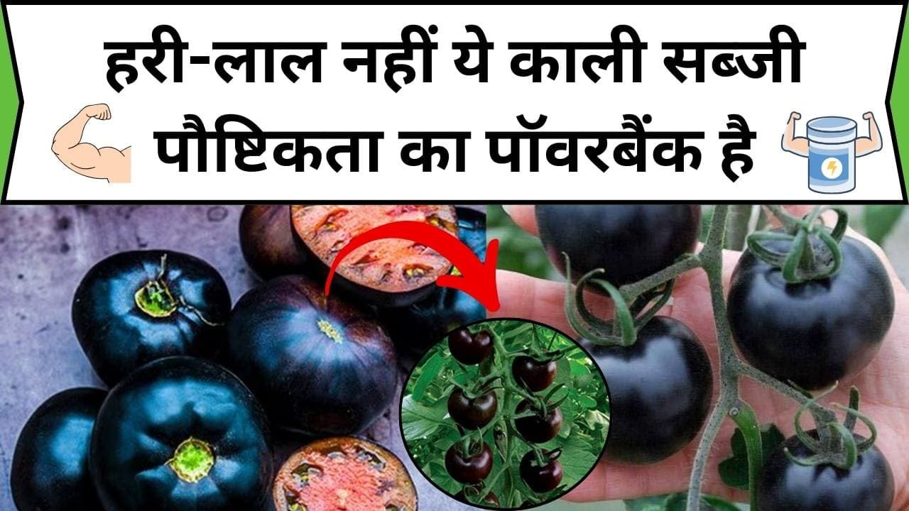 हरी-लाल नहीं ये काली सब्जी पौष्टिकता का पॉवरबैंक है, सेवन करते ही सेहत में नजर आते है बेमिसाल फायदे, जानिए नाम और काम