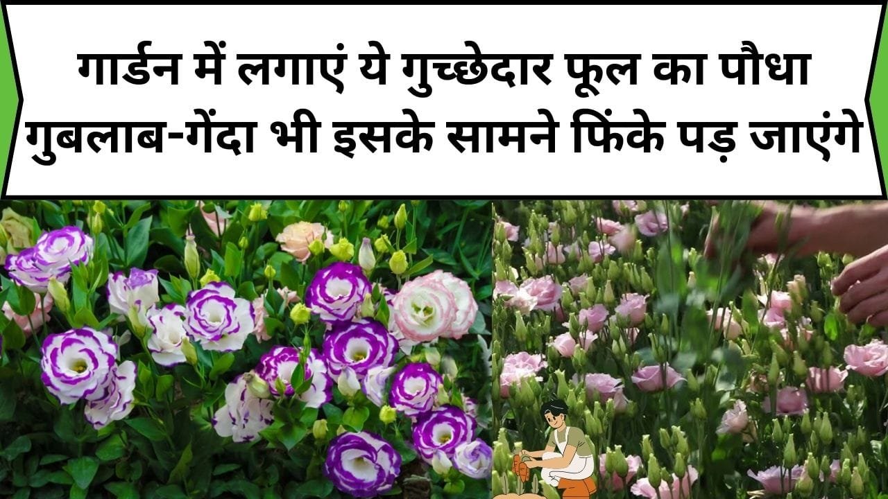 Gardening Tips: गार्डन में लगाएं ये गुच्छेदार फूल का पौधा, गुबलाब-गेंदा भी इसके सामने फिंके पड़ जाएंगे, जाने फूल का नाम