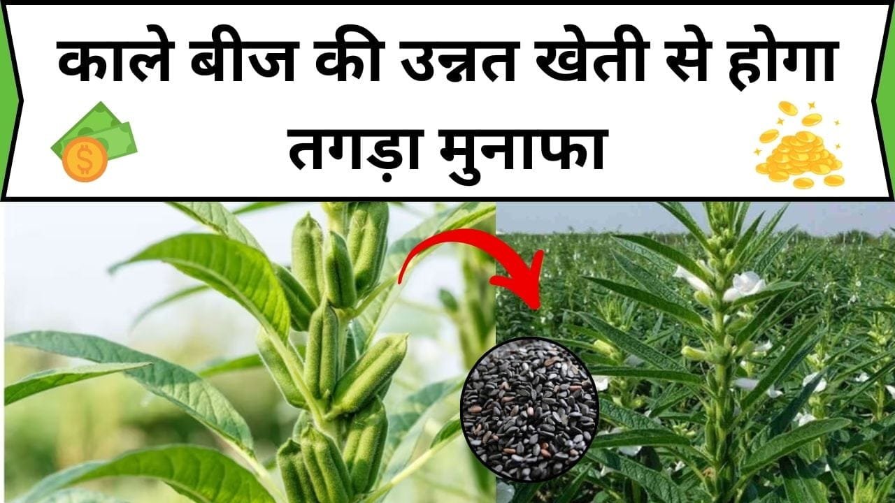 काले बीज की उन्नत खेती से होगा तगड़ा मुनाफा, 1 एकड़ में खेती कर बन जाएंगे मालामाल, जानिए कौन-सी खेती है