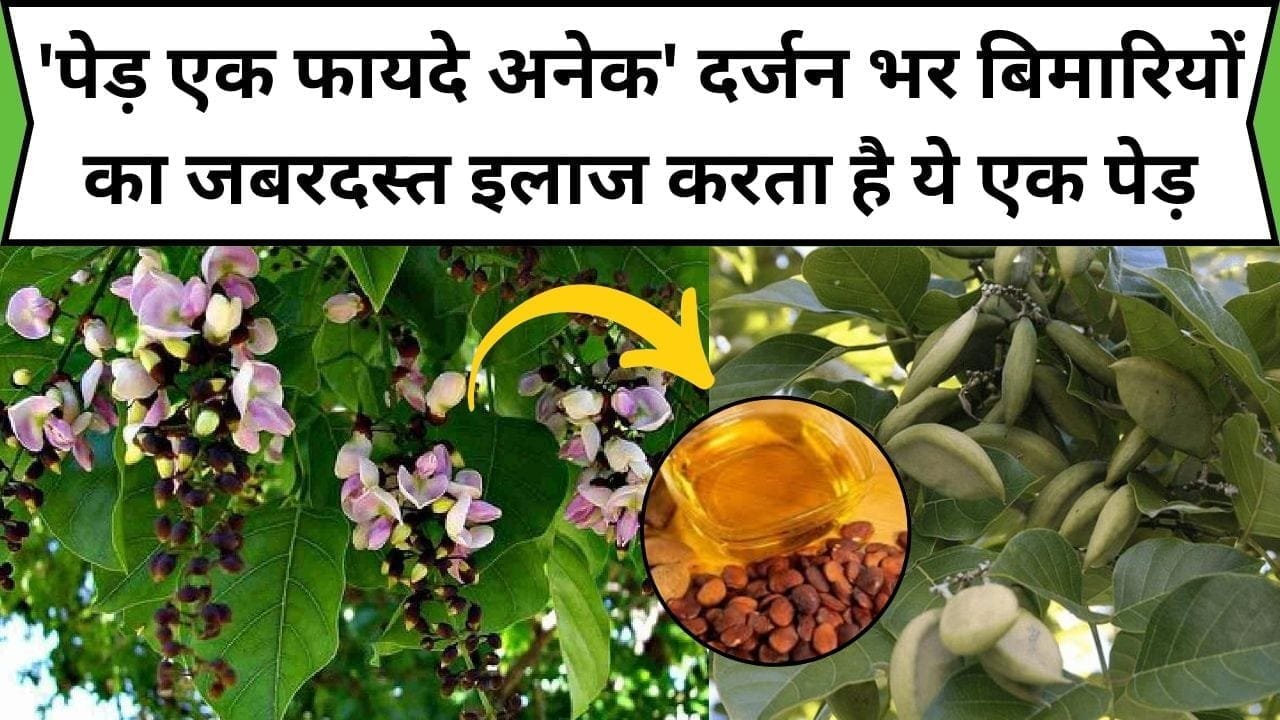 'पेड़ एक फायदे अनेक' दर्जन भर बिमारियों का जबरदस्त इलाज करता है ये एक पेड़, त्वचा से लेकर बालों में कारगर, जाने नाम और काम
