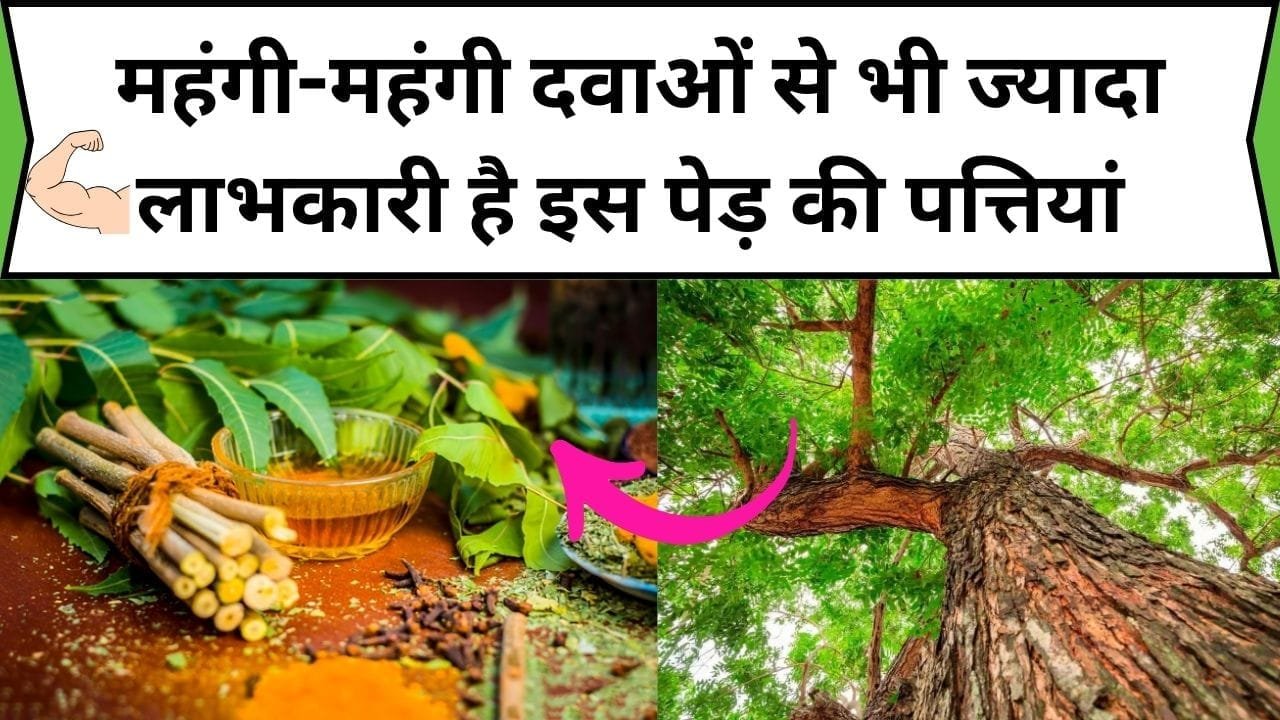 महंगी-महंगी दवाओं से भी ज्यादा लाभकारी है इस पेड़ की पत्तियां, दाद खाज खुजली को जड़ से खत्म करने में बेहद कारगर, जाने नाम और काम