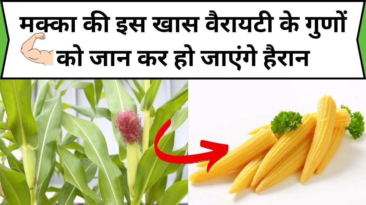 मक्का की इस खास वैरायटी के गुणों को जान कर हो जाएंगे हैरान, खाते ही अंग-अंग में भर देगा ताकत का खजाना, जाने नाम और काम