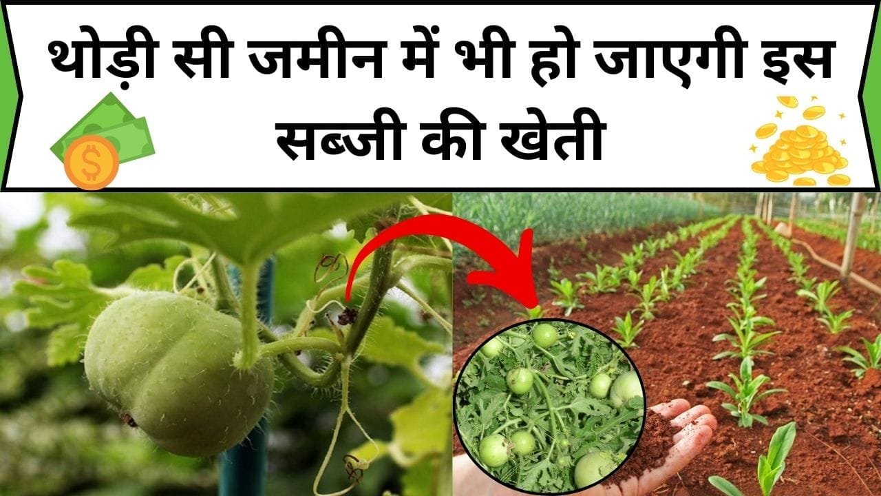 थोड़ी सी जमीन में भी हो जाएगी इस सब्जी की खेती, कम लागत में होगा छप्परफाड़ मुनाफा, जानिए कौन-सी सब्जी है