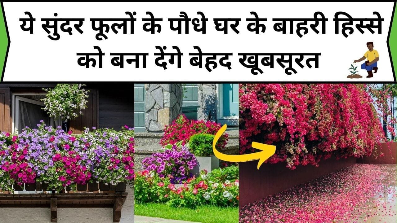 Gardening Tips: ये सुंदर फूलों के पौधे घर के बाहरी हिस्से को बना देंगे बेहद खूबसूरत, देखने वाले भी देखते रह जाएंगे फूलों से लादा घर, जाने फूलों के नाम