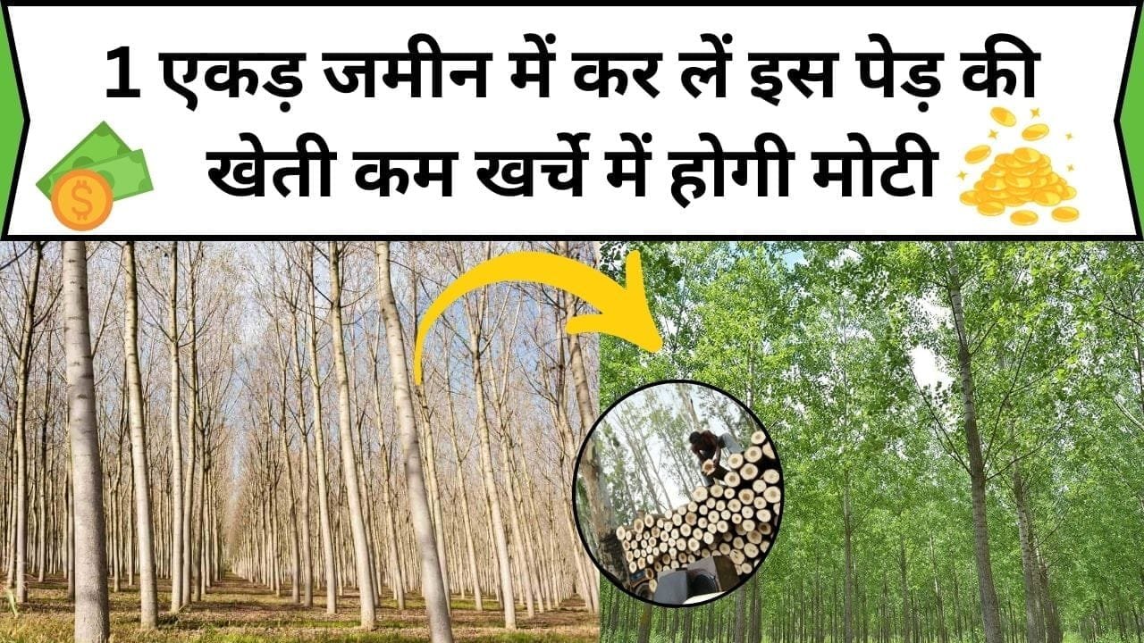 1 एकड़ जमीन में कर लें इस पेड़ की खेती, कम खर्चे में होगी मोटी कमाई और पैसों की बरसात, जानिए कौन-सा पेड़ है