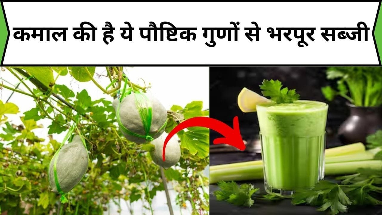 कमाल की है ये पौष्टिक गुणों से भरपूर सब्जी, इसके जूस का सेवन करते ही शरीर में भर जाती है एनर्जी पावर, जाने नाम और काम