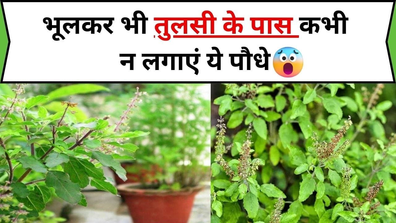 भूलकर भी तुलसी के पास कभी न लगाएं ये पौधे, घर में आ जाएगी दरिद्रता और कंगाली, जाने कौन-से पौधे है