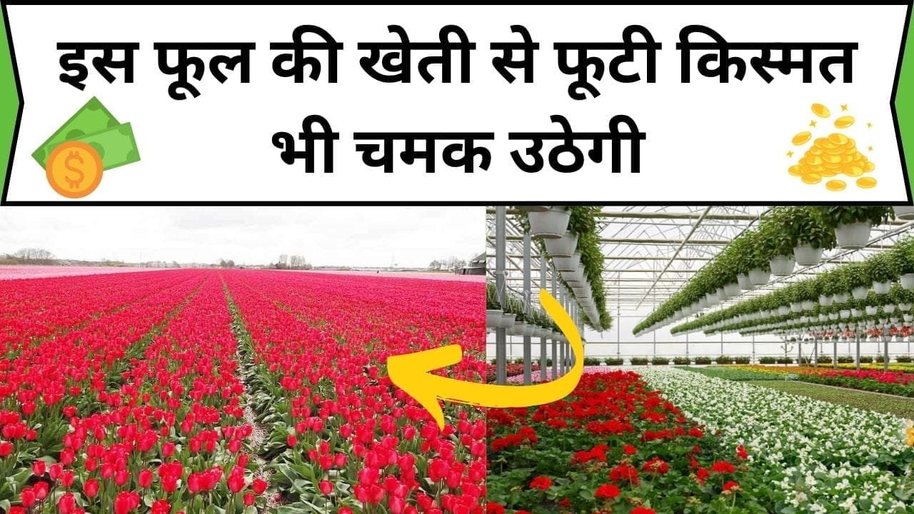 इस फूल की खेती से फूटी किस्मत भी चमक उठेगी, हजार की लागत में होगा लाखों का तगड़ा मुनाफा, जाने कौन-से फूल की खेती है