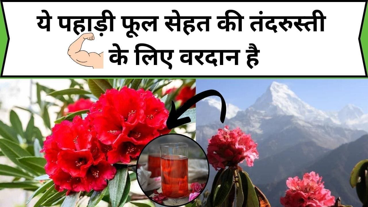 ये पहाड़ी फूल सेहत की तंदरुस्ती के लिए वरदान है, खतरनाक रोगों का करता रामबाण इलाज, जानिए नाम और फायदे