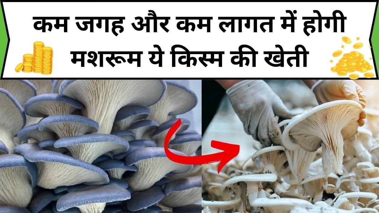 कम जगह और कम लागत में होगी मशरूम ये किस्म की खेती, मुनाफा समेत पैदावार भी होगी बंपर, जानिए कौन-सा मशरूम है