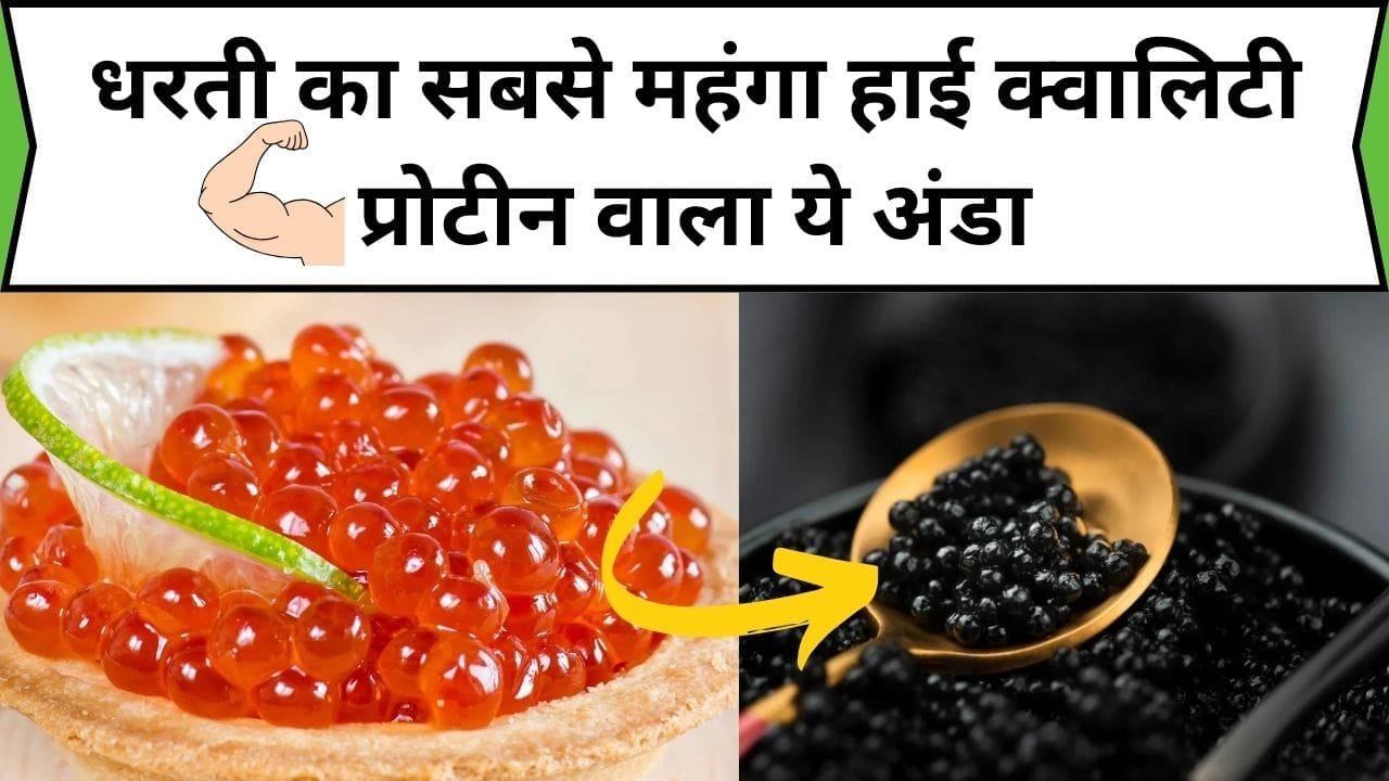 धरती का सबसे महंगा हाई क्वालिटी प्रोटीन वाला ये अंडा, एक झटके में भर देगा शरीर में फौलादी ताकत, जाने नाम और काम
