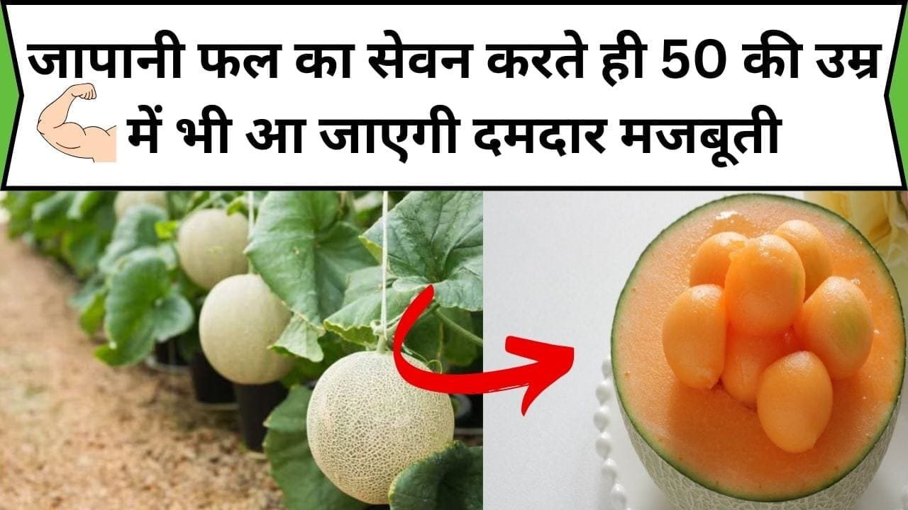 जापानी फल का सेवन करते ही 50 की उम्र में भी आ जाएगी दमदार मजबूती, आस-पड़ोस वाले भी पूछेंगे क्या है राज, जानिए जापानी फल का चमत्कार