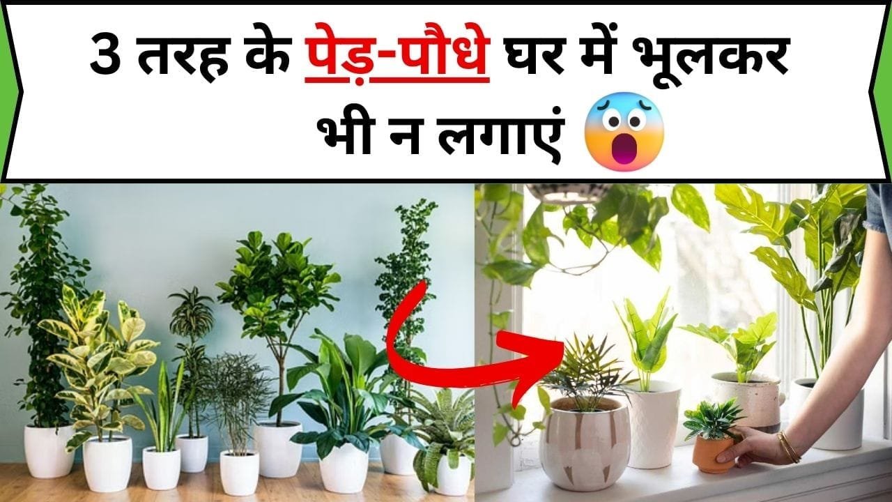 3 तरह के पेड़-पौधे घर में भूलकर भी न लगाएं, घर की सुख शांति को कर देंगे भंग और रहेगी नकारात्मकता, जानिए कौन-से पौधे है