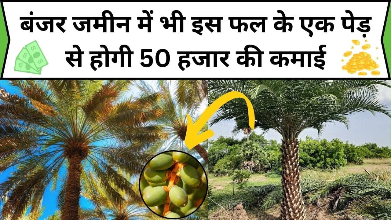 बंजर जमीन में भी इस फल के एक पेड़ से होगी 50 हजार की कमाई, खेती कर बन जाएंगे लखपति, जाने कौन-सी खेती है