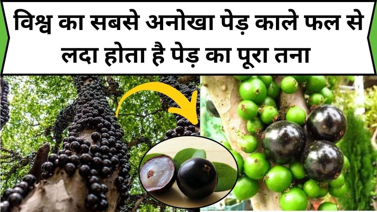 विश्व का सबसे अनोखा पेड़, काले फल से लदा होता है पेड़ का पूरा तना सेवन करते ही सेहत मिलते जबरदस्त फायदे, जाने नाम और काम