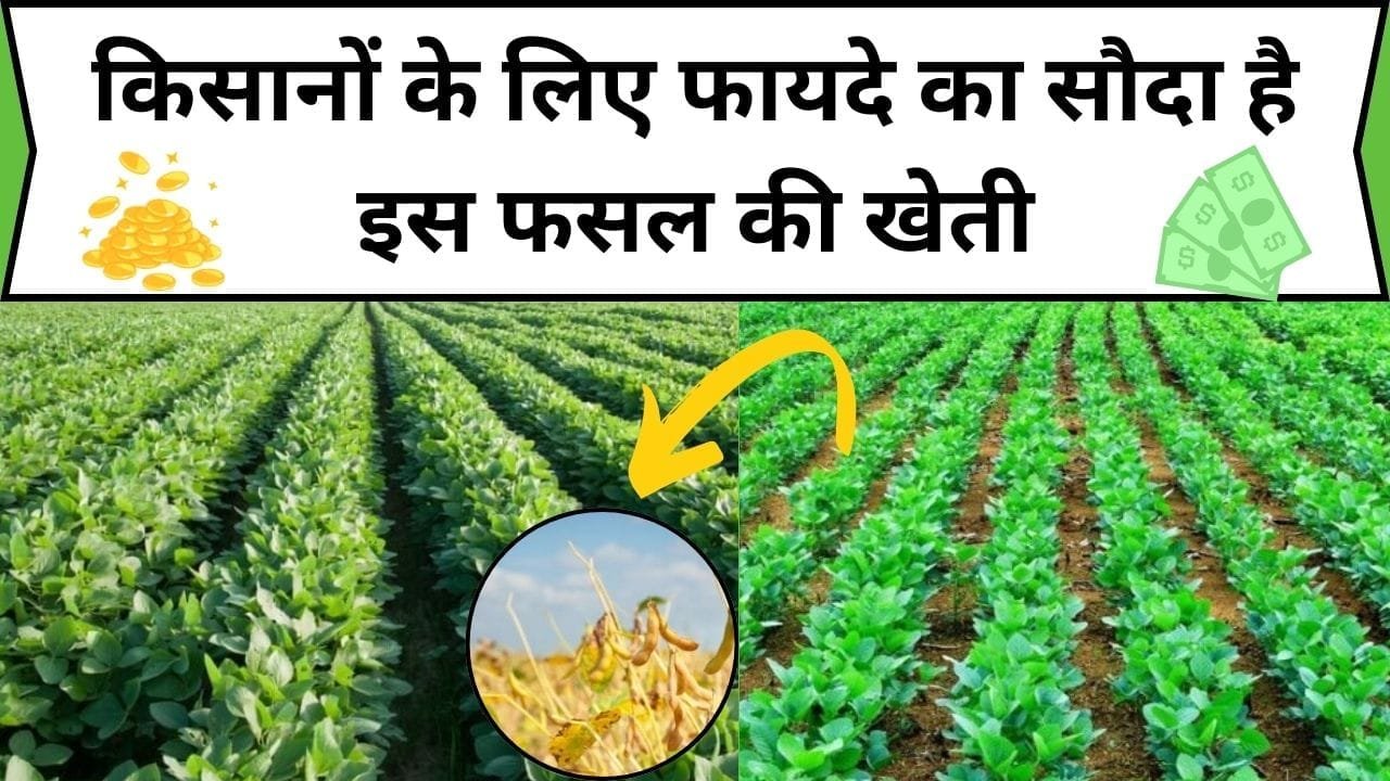 किसानों के लिए फायदे का सौदा है इस फसल की खेती, सिर्फ 1 एकड़ जमीन में खेती कर के होगा शानदार मुनाफा पैदावार भी होगी बंपर, जाने कौन-सी फसल है