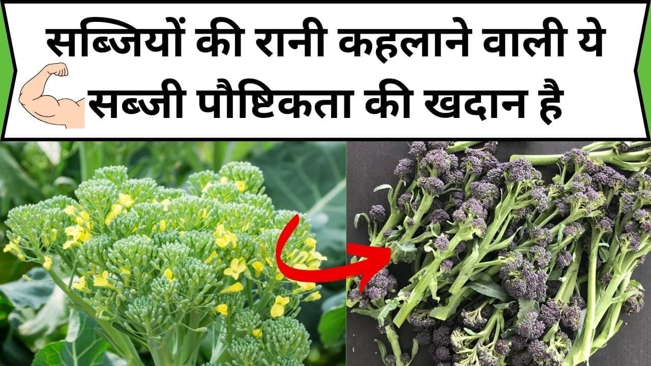 सब्जियों की रानी कहलाने वाली ये सब्जी पौष्टिकता की खदान है, इसके सेवन से तगड़े से तगड़े रोग की हो जाती है छुट्टी, जाने नाम और काम