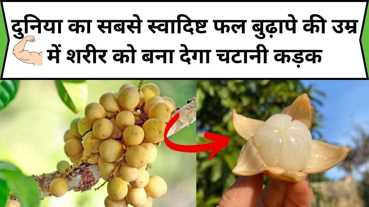 दुनिया का सबसे स्वादिष्ट फल बुढ़ापे की उम्र में शरीर को बना देगा चटानी कड़क, इसके सेवन से सेहत में दिखेंगे कमाल के फायदे, जाने नाम और काम