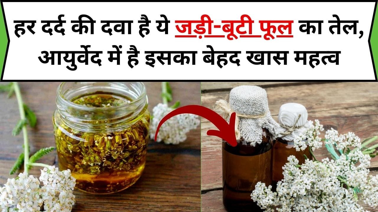 हर दर्द की दवा है ये जड़ी-बूटी फूल का तेल, आयुर्वेद में है इसका बेहद खास महत्व संजीवनी की तरह करता है इलाज, जानिए नाम और काम