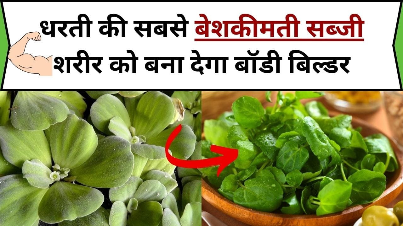धरती की सबसे बेशकीमती सब्जी शरीर को बना देगा बॉडी बिल्डर, इसके फायदे जान कर होश उड़ जाएंगे, जाने नाम और काम