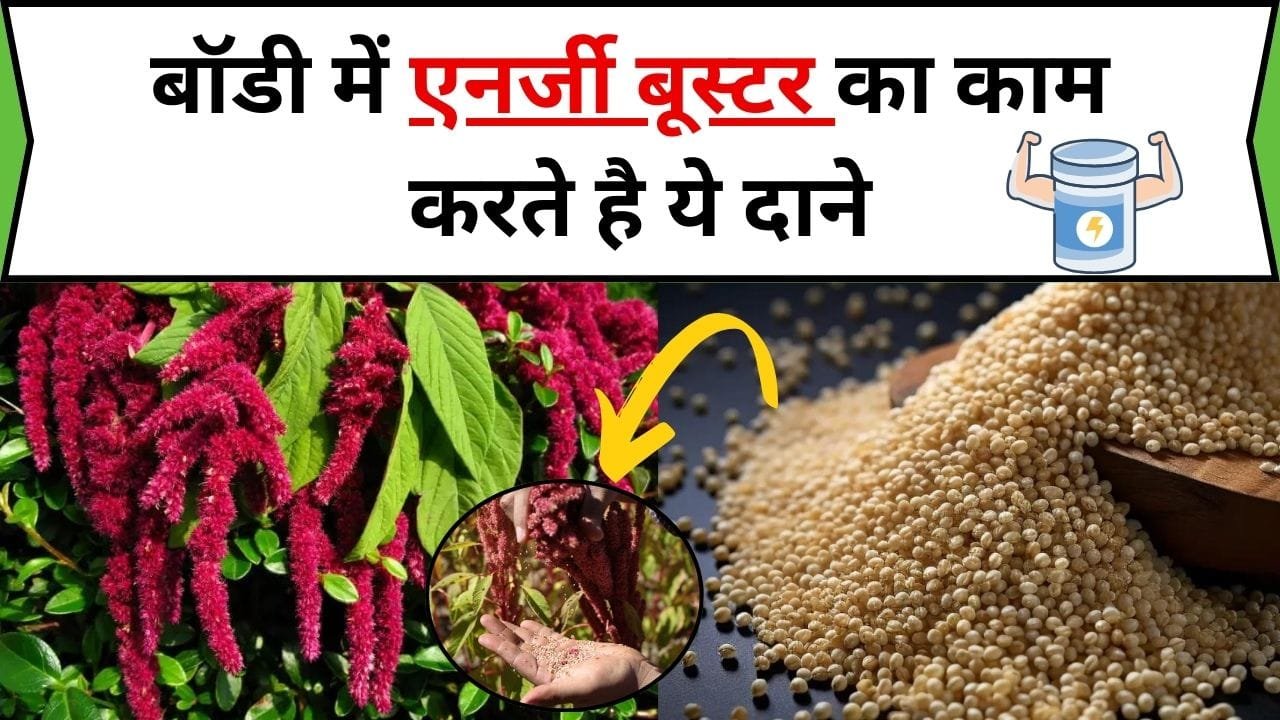बॉडी में एनर्जी बूस्टर का काम करते है ये दाने, इसके सेवन से शरीर में प्रोटीन की भरपूर पूर्ति होती है डाइट में करें शामिल, जाने नाम और काम
