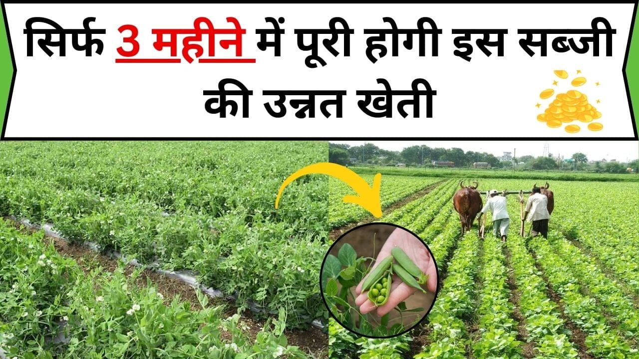 सिर्फ 3 महीने में पूरी होगी इस सब्जी की उन्नत खेती, कम खर्चे में मुनाफा होगा तगड़ा, बंपर पैदावार के लिए जानिए बुवाई का सही तरीका