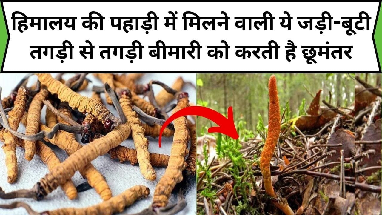 हिमालय की पहाड़ी में मिलने वाली ये जड़ी-बूटी तगड़ी से तगड़ी बीमारी को करती है छूमंतर, लाखों में है इसकी कीमत, जाने नाम और काम