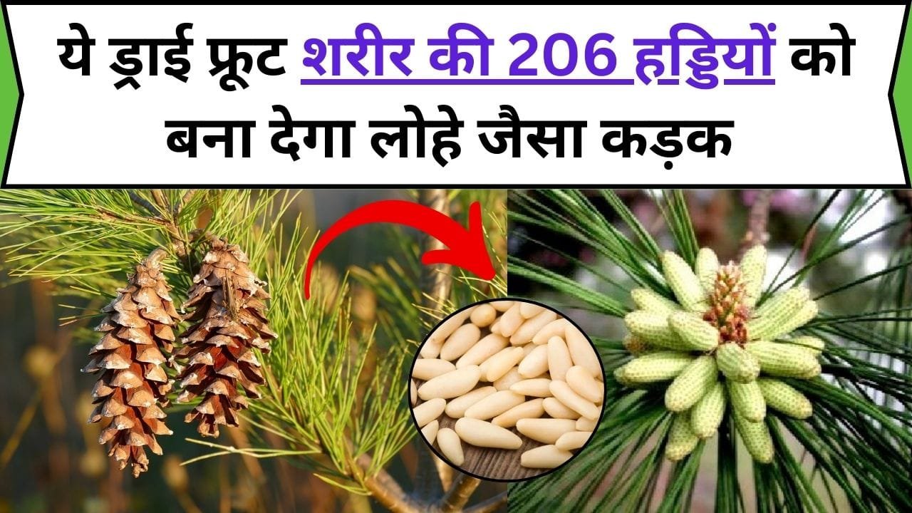 इस ड्राई फ्रूट के सेवन से कंप्यूटर की तरह चलने लगेगा दिमाग, शरीर की 206 हड्डियों को बना देगा लोहे जैसा कड़क, जाने नाम और काम