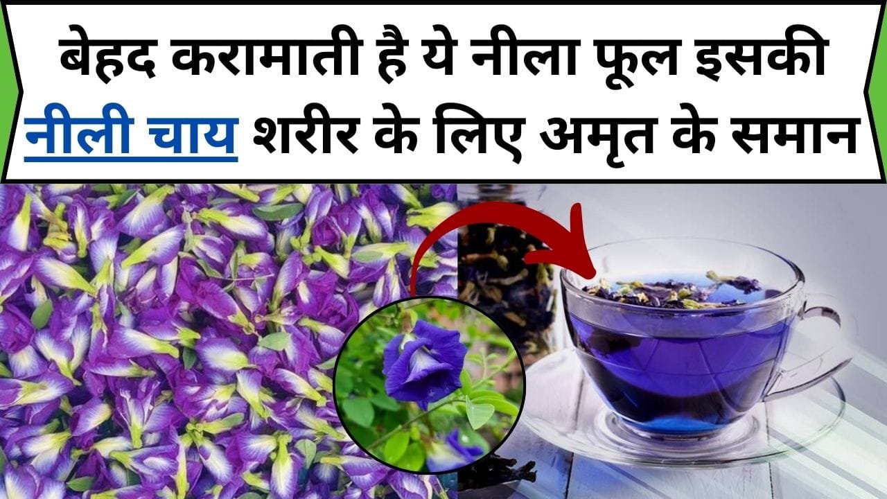 बेहद करामाती है ये नीला फूल, इसकी नीली चाय शरीर के लिए अमृत के समान और सेहत में दिखाती है अपना शनदार कमाल, जाने नाम और काम