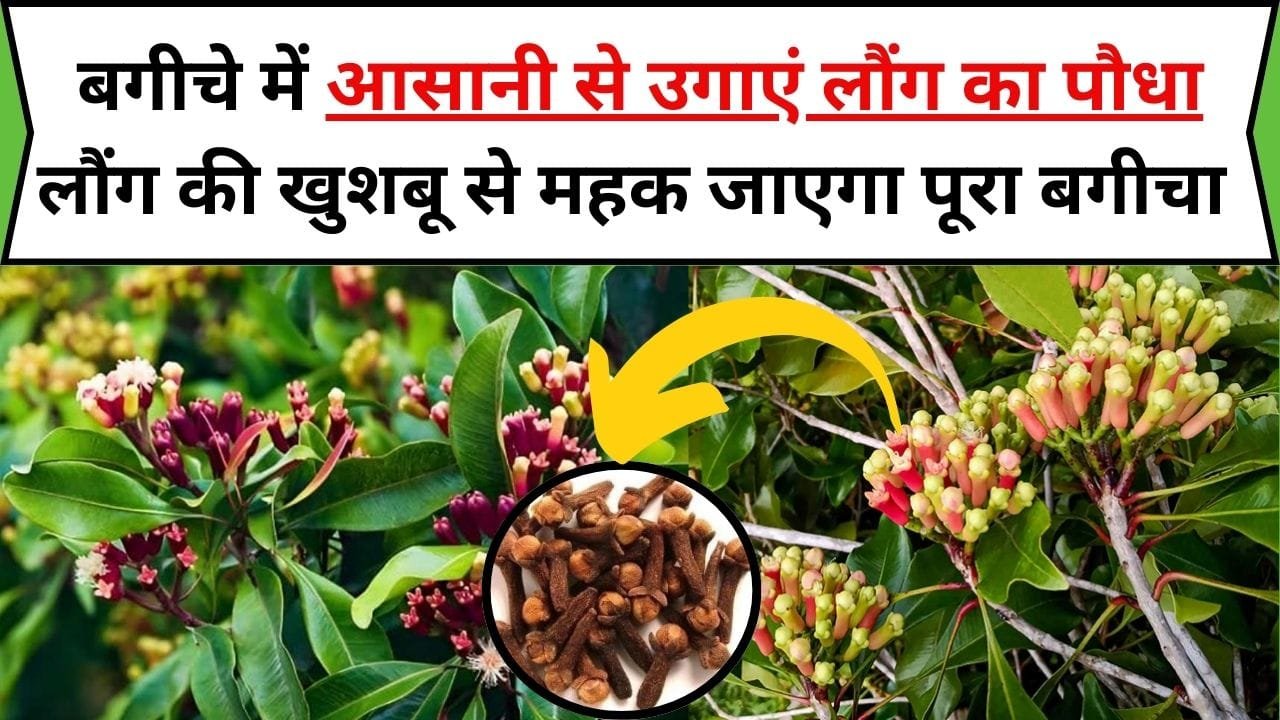 बगीचे में आसानी से उगाएं लौंग का पौधा, लौंग की खुशबू से महक जाएगा पूरा बगीचा बाजार से भी खरीदने की झंझट होगी खत्म, जाने पौधा लगाने का सही तरीका