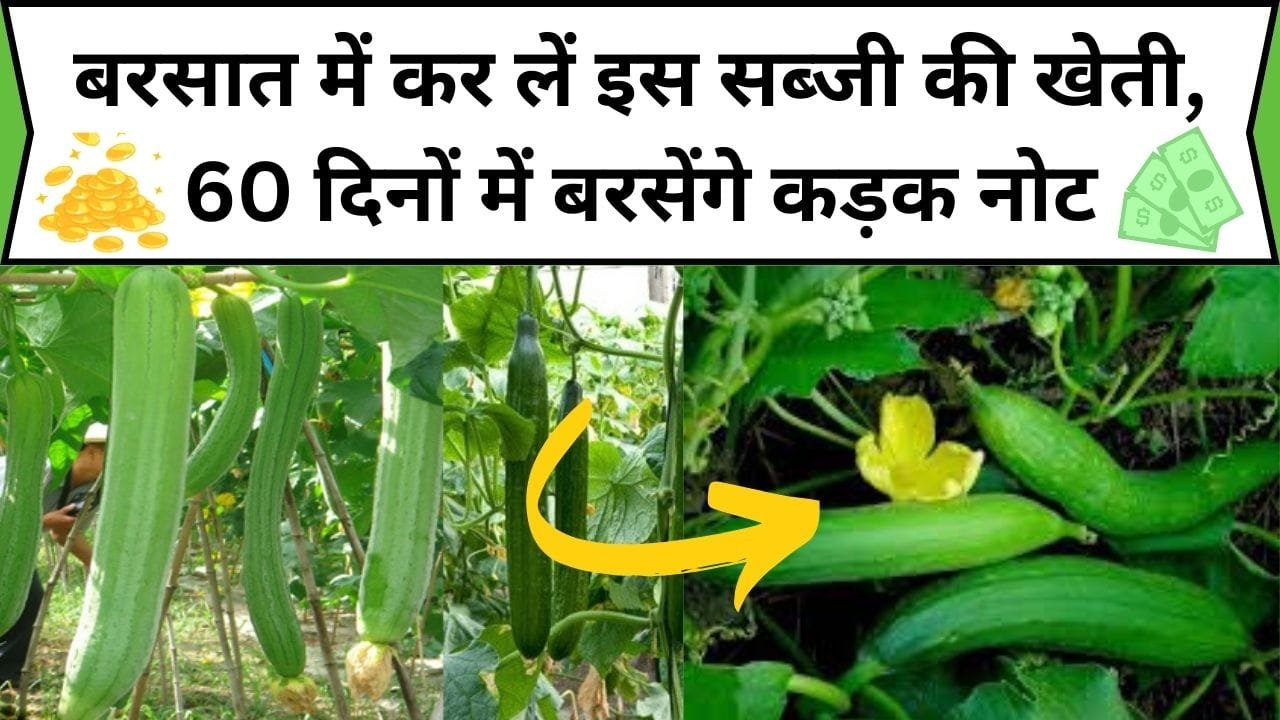 Barsati sabji ki kheti