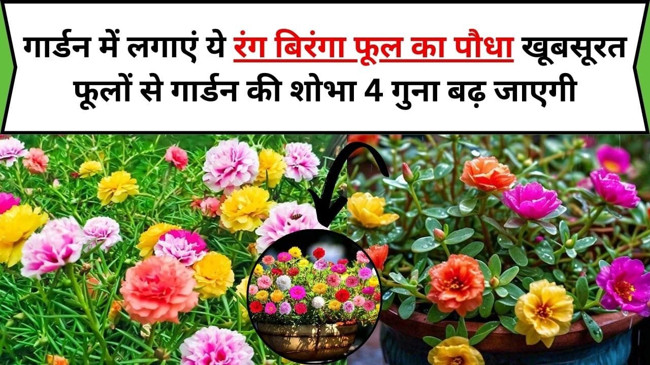 Gardening tips: गार्डन में लगाएं ये रंग बिरंगा फूल का पौधा, इसके खूबसूरत ढेरों फूलों से गार्डन की शोभा 4 गुना बढ़ जाएगी, जाने नाम और काम