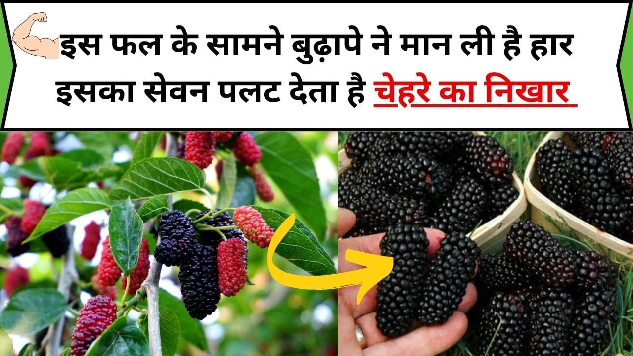 इस फल के सामने बुढ़ापे ने मान ली है हार, इसका सेवन पलट देता है चेहरे का निखार अंग-अंग में भर देगा फौलादी ताकत, जाने नाम और काम