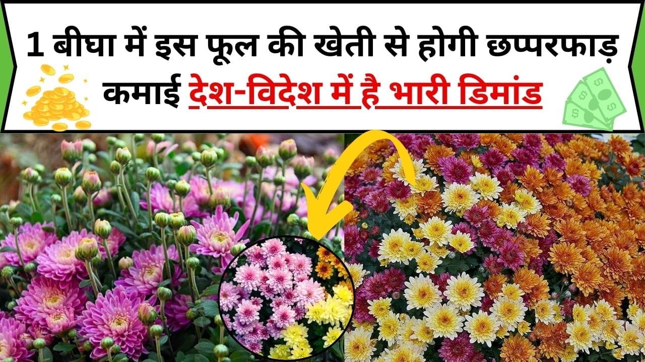 1 बीघा में इस सुगंधित फूल की खेती से होगी छप्परफाड़ कमाई, देश-विदेश में है भारी डिमांड, जाने बुवाई का सही तरीका