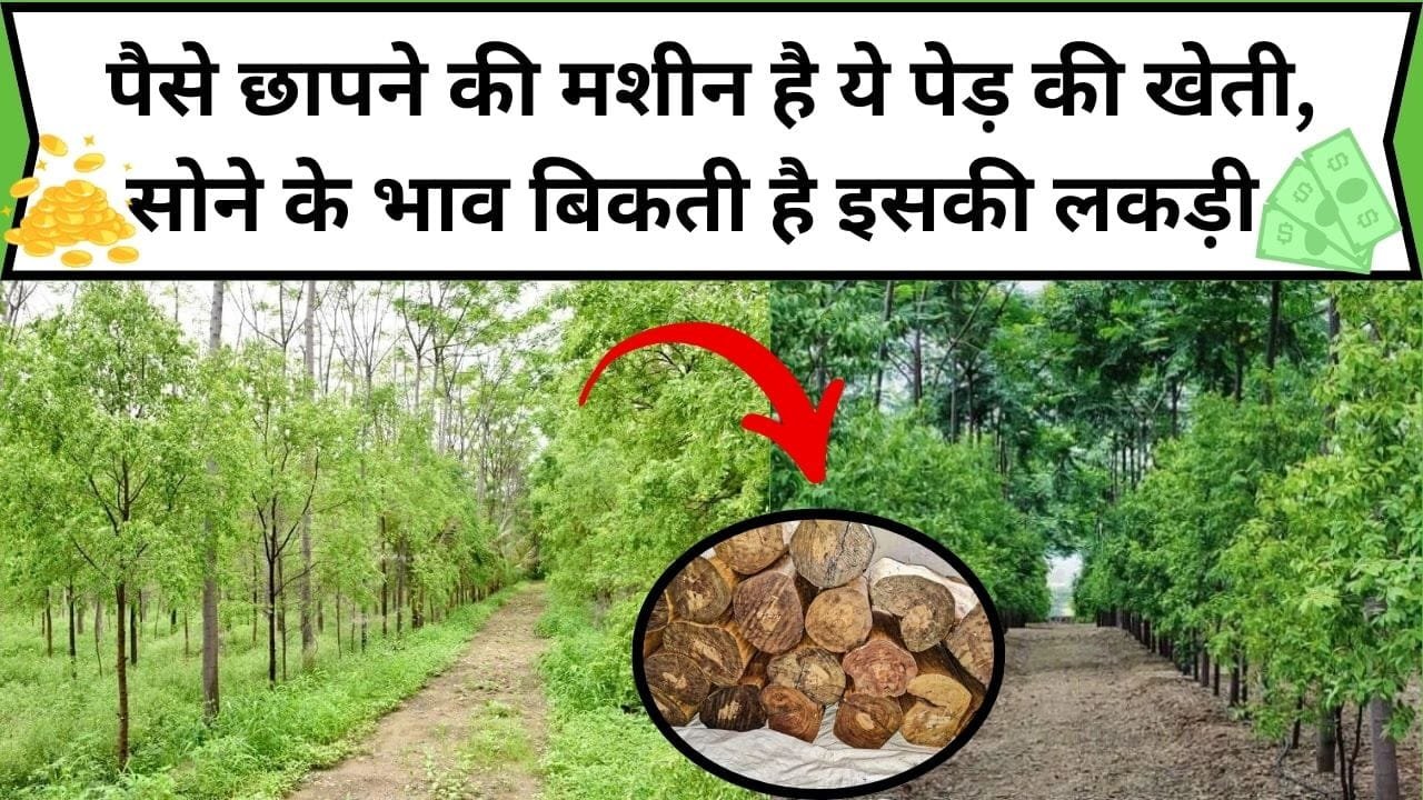पैसे छापने की मशीन है ये पेड़ की खेती, सोने के भाव बिकती है इसकी लकड़ी खेती कर बन जाएंगे करोड़पति, जाने कौन-सा पेड़ है