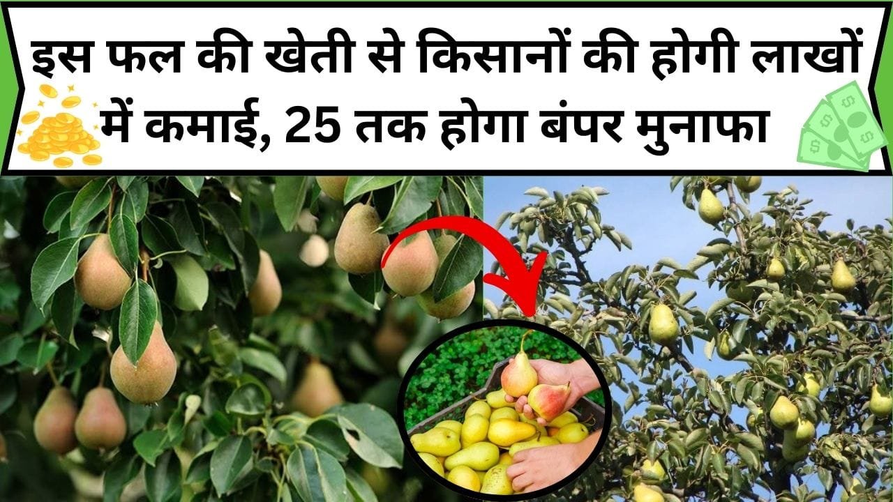 इस पौष्टिक फल की खेती से किसानों की होगी लाखों में ताबड़तोड़ कमाई, 1 बीघा में खेती कर 25 तक होगा बंपर मुनाफा, जाने कौन-सा फल है