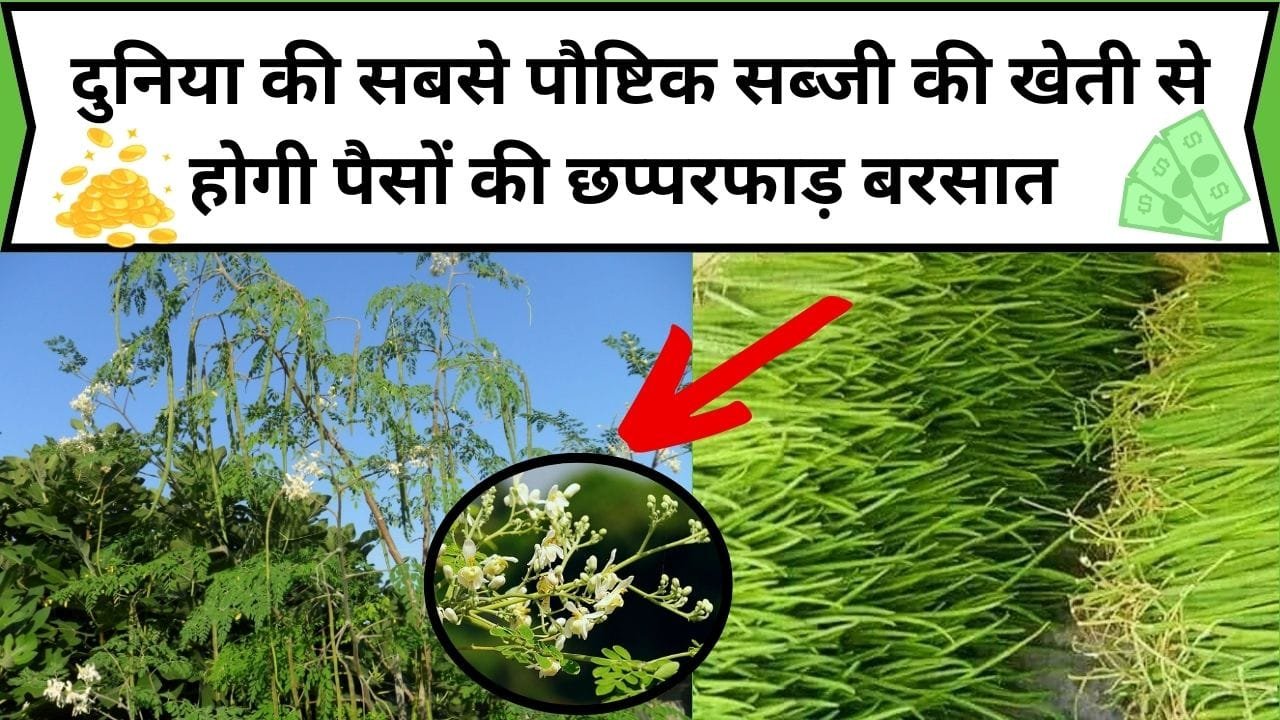 दुनिया की सबसे पौष्टिक सब्जी की खेती से होगी पैसों की छप्परफाड़ बरसात, इसकी पत्ती से लेकर फूल तक की मार्केट में है भारी डिमांड, जाने सब्जी का नाम