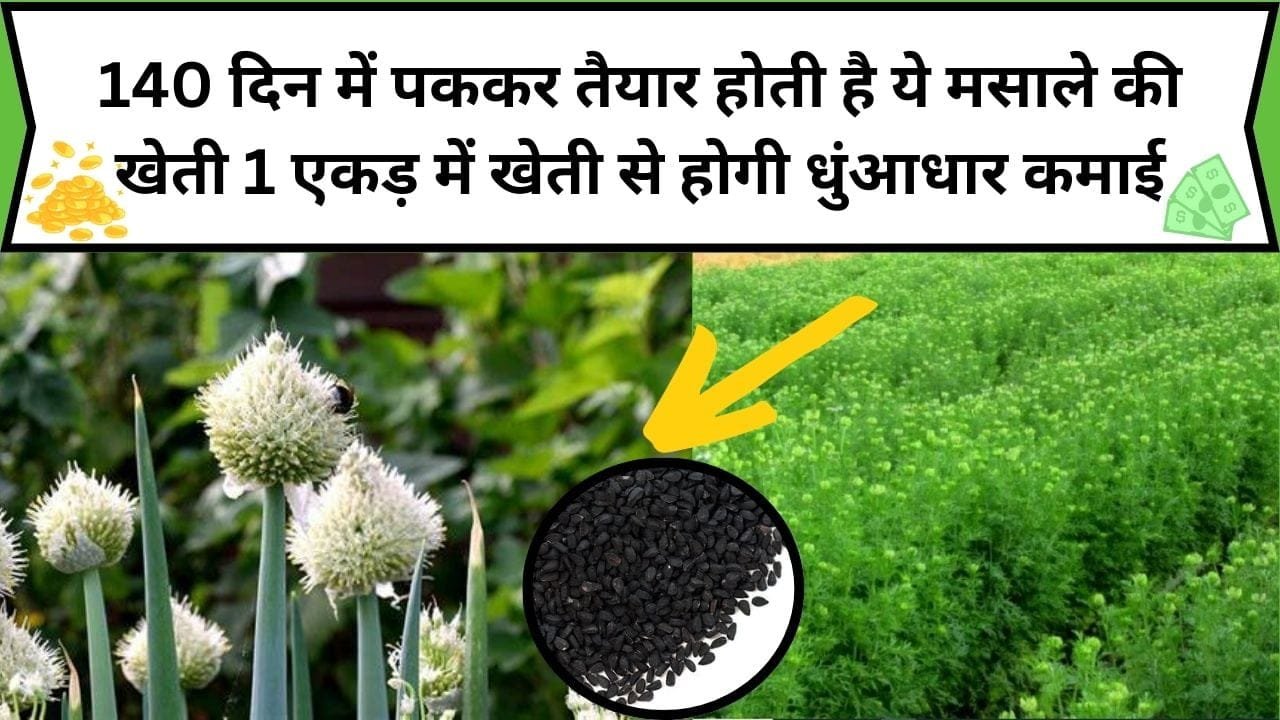 140 दिन में पककर तैयार होती है ये मसाले की खेती, 1 एकड़ में खेती से होगी धुंआधार कमाई, बंपर उत्पादन के लिए जाने बुवाई का सही तरीका