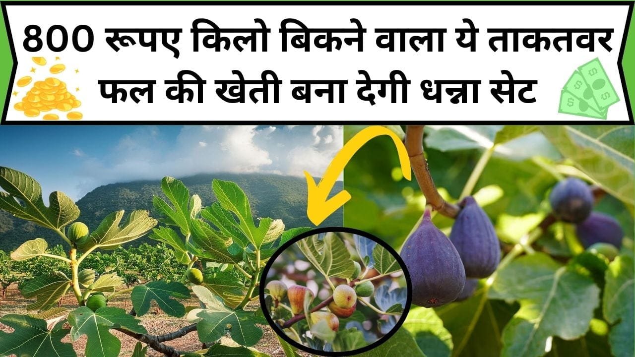 800 रूपए किलो बिकने वाला ये ताकतवर फल की खेती बना देगी धन्ना सेट, हमेशा कड़क नोटों से भरी रहेगी जेब, जाने कौन-सा फल है