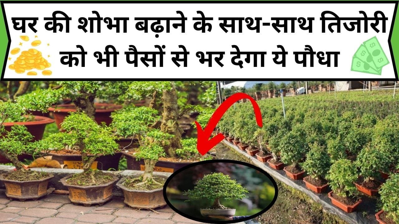 घर की शोभा बढ़ाने के साथ-साथ तिजोरी को भी पैसों से भर देगा ये पौधा, खेती कर होगी मोटी कमाई, जानें कब और कैसे होती है