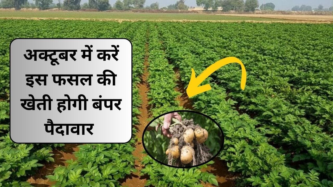 आ गया इस फसल की बुवाई करने का मौसम, अक्टूबर में करें इसकी खेती होगी बंपर पैदावार समेत तगड़ा मुनाफा, जाने खेती करने का तरीका