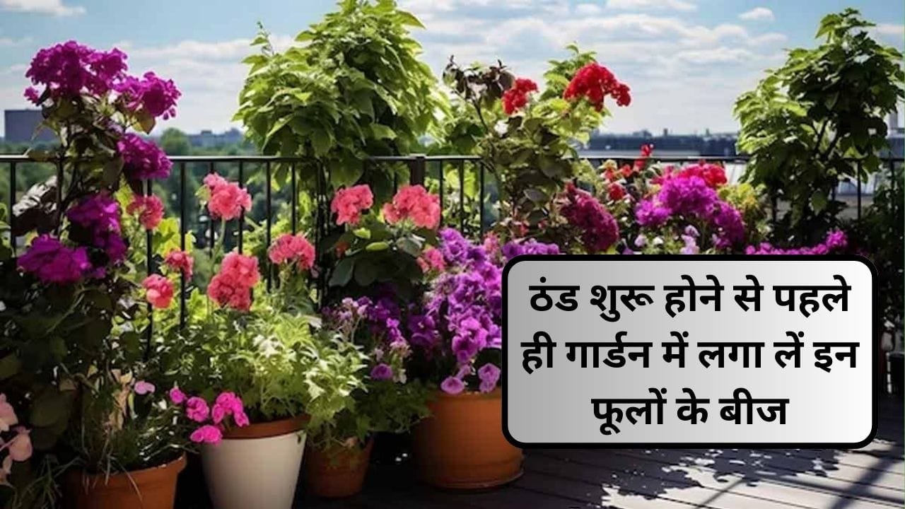 Gardening tips: ठंड शुरू होने से पहले ही गार्डन में लगा लें इन फूलों के बीज, सर्दियों में होगी बम्पर फूल की बौछार, जाने कौन-से फूल है